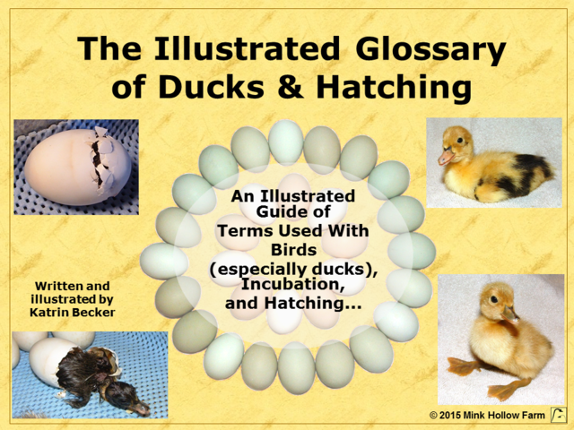 Illustrated Glossary of Ducks & Hatching [Leanpub PDF/iPad/Kindle]