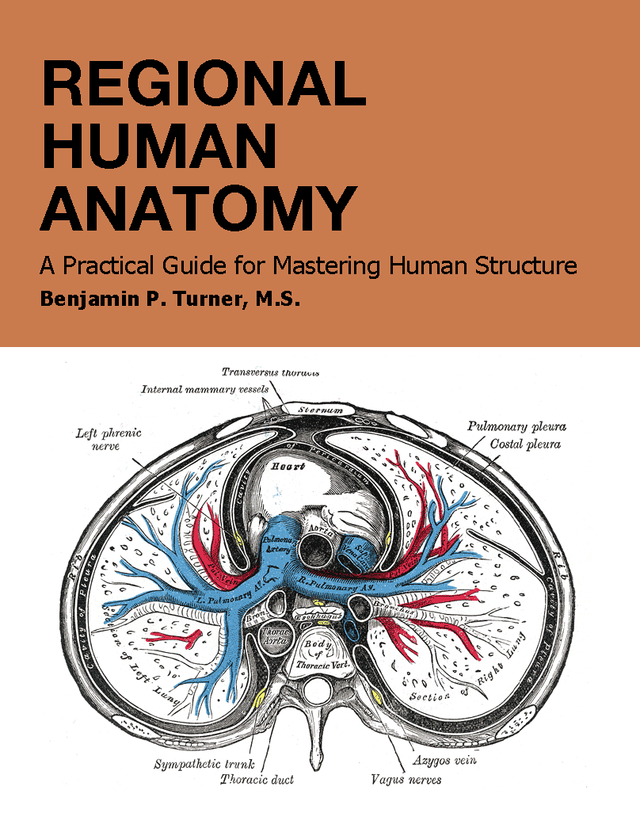 Regional Human Anatomy Textbook Pdf